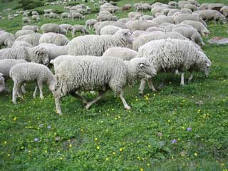 私を無視して通り過ぎる羊の群れ